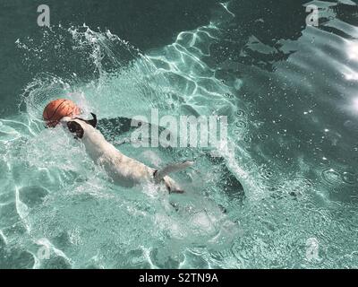 Dog landing in water with a splash after having jumped into swimming pool to reach a floating basketball. Stock Photo