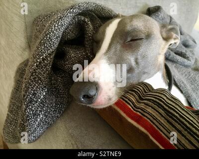 Whippet sleeping 2024