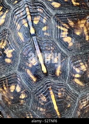 Abstract of design and patterns of a turtle shell closeup Stock Photo