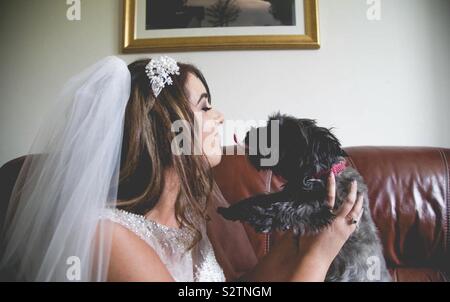 Dog kissing bride on wedding day with tongue out - a perfect shot - cairn terrier Stock Photo