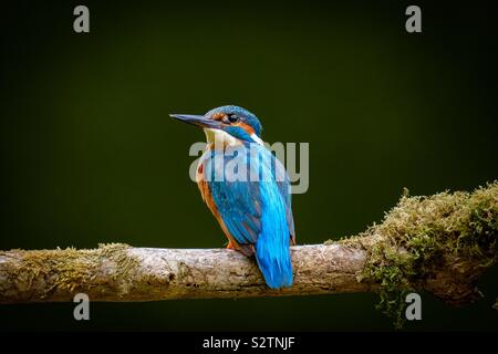 Portrait of a male kingfisher on a moss covered branch Stock Photo