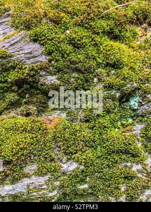 Green moss covered schist stone wall Stock Photo