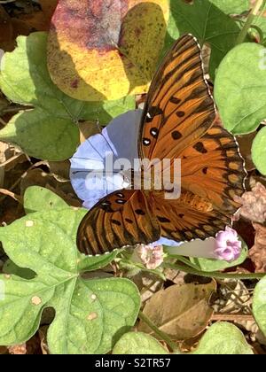 Beautiful orange Gulf Fritillary butterfly on blue wildflower with colorful forest leaves closeup Stock Photo
