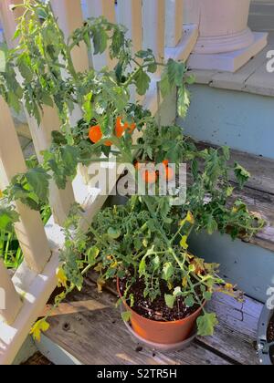 Cherry tomatoes Stock Photo