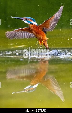 Kingfisher alcedinidae, leaving a pool of water without a fish with a reflection Stock Photo