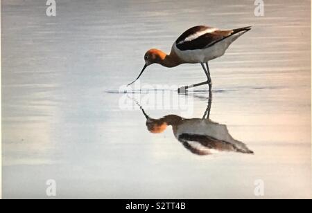 North American birds, American Avocet, Recurvirostra americana Stock Photo