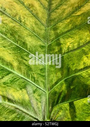 Abstract of a large leaf with details and textures Stock Photo