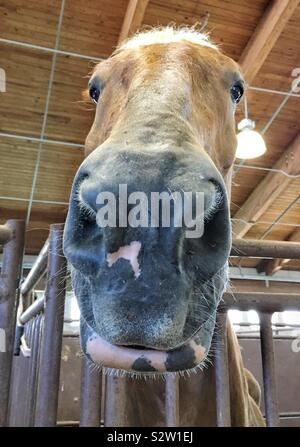 Annoyed Belgian horse with pinned ears and head over his stall showing huge horse nose Stock Photo