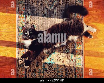 Large black cat stretched out on the floor in the sun Stock Photo