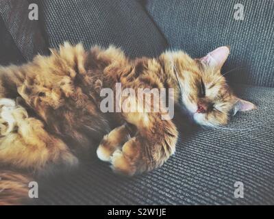 Senior ginger cat sleeping on a sofa Stock Photo