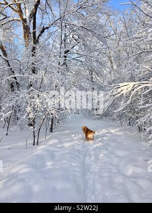 Golden retriever dog looking back towards owner in snow covered winter wonderland Stock Photo