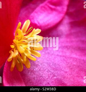 Close-up of a begonia. Stock Photo