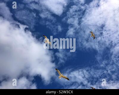 Seagulls against a blue sky with fluffy white clouds. Stock Photo