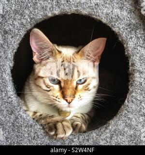 A white snow bengal cat Stock Photo