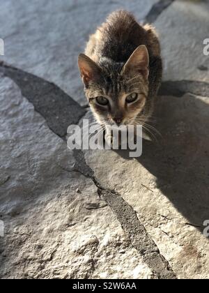 Stray kitten looking at camera in the sunlight Stock Photo