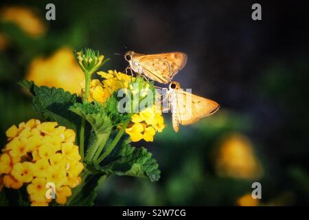 Hermosa flor con mariposas amarillas Stock Photo