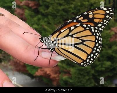 A monarch butterfly on a woman’s finger. Stock Photo