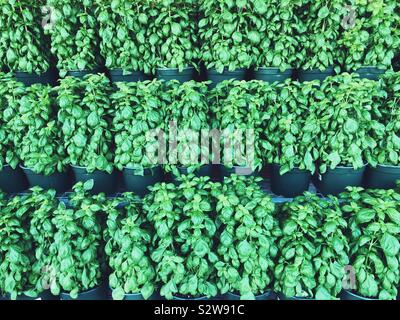 Rows of bushy, healthy, potted basil plants for sale at the market Stock Photo