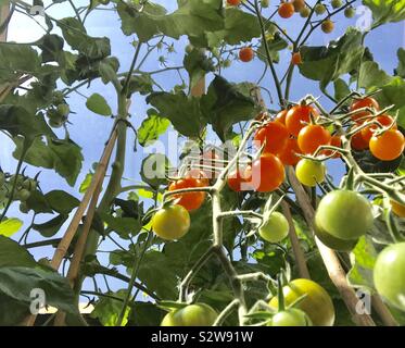 Sungold tomatoes ripening in greenhouse Stock Photo