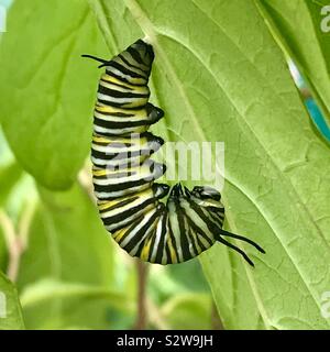 Monarch butterfly caterpillar attached to the underside of a leaf in the j form transforming into a chrysalis