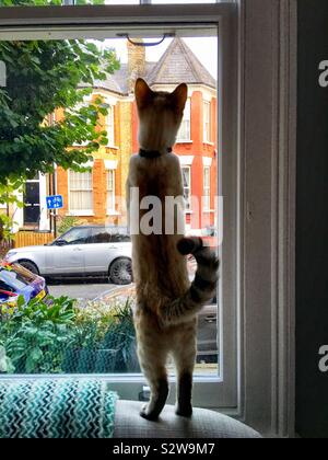 Bengal cat looking out the window in Stoke Newington, London, England UK Stock Photo