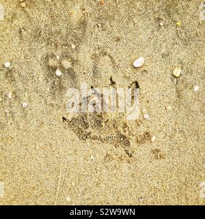 Monitor lizard track on the beach, Manjung River estuary, near Lumut, Perak, Malaysia Stock Photo