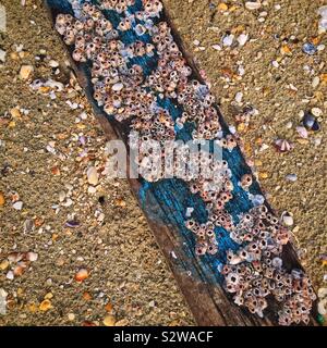 Barnacles on driftwood on the beach, Manjung River estuary, near Lumut, Perak, Malaysia Stock Photo