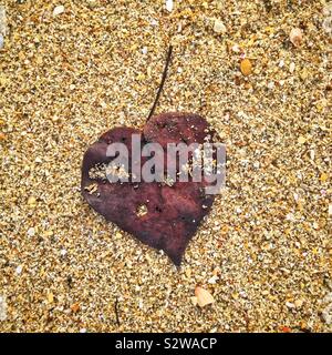 Leaf on the beach, Manjung River estuary, near Lumut, Perak, Malaysia Stock Photo