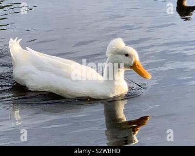 White Crested duck swimming in a large lake in Largo Florida. Stock Photo