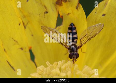 Hover Fly on yellow flower Stock Photo