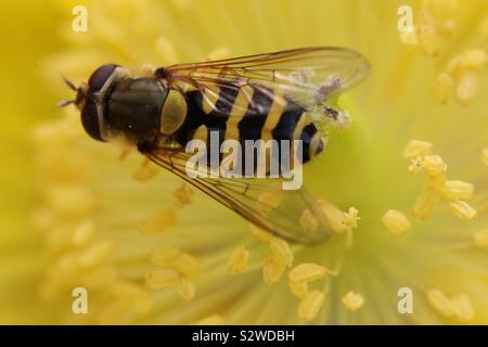 Hover Fly on Yellow flower Stock Photo