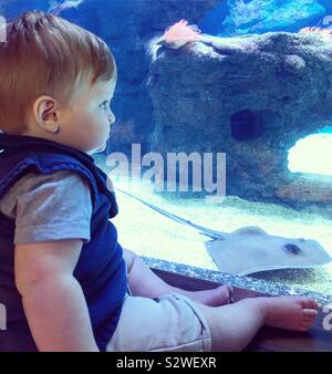 10 month old at the aquarium watching the stingray Stock Photo
