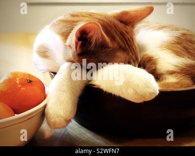 Kitten (orange and white ginger tabby cat) sleeping in a brown bowl. Stock Photo