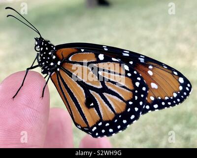 Queen butterfly on a woman’s finger Stock Photo