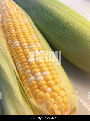 Two ears of sweetcorn in their husks, United States Stock Photo