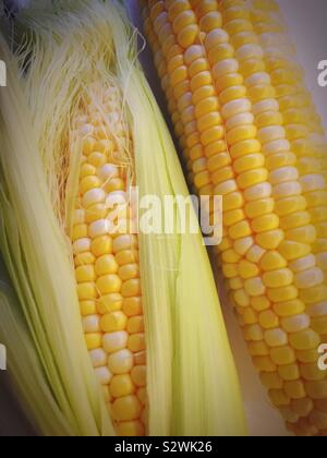 Two ears of corn on the cob, USA Stock Photo