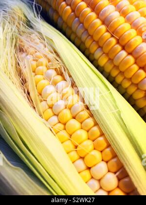 Two ears of fresh corn on the cob, USA Stock Photo