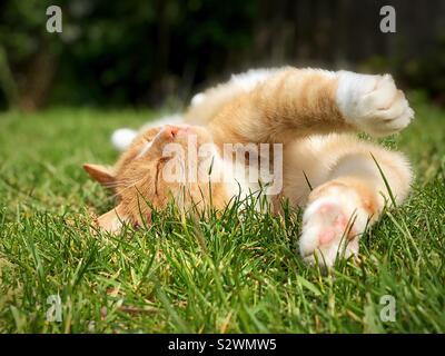 Ginger cat asleep on the grass lawn Stock Photo