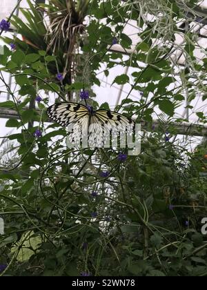 Butterfly at Chester Zoo Stock Photo - Alamy