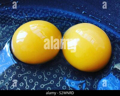 Raw free range egg  / big healthy double yoke yolked egg in a frying pan with oil ready to be fried. Stock Photo