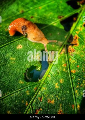 Slug! Garden pest eating lettuce leaf Stock Photo