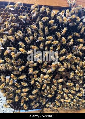 Honey bees on a wooden frame from a beehive. Stock Photo