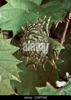 Textured leaves with patterns and design Stock Photo