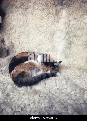 Portrait of a cute three-colors female cat sleeping on a sheep fur blanket, Italy Stock Photo