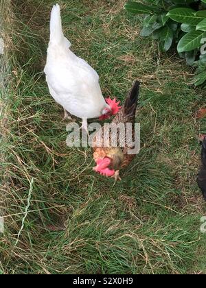 Happy chickens in pen Stock Photo