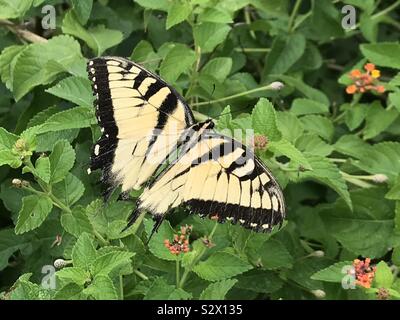 Eastern tiger swallowtail butterfly eating nectar on a lantana plant Stock Photo