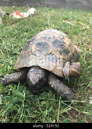 Shell mates best of friends Cyril the tortoise made a new shelled friend today in the garden a snail named Shelly. Stock Photo