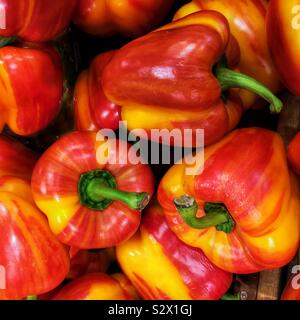 Striped Holland bell pepper Stock Photo