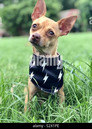 Chihuahua bandana clearance