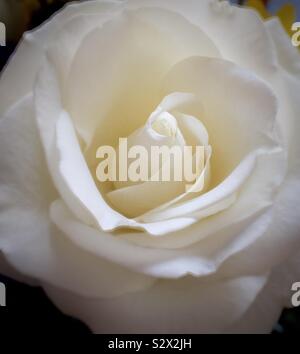 Close up of a perfectly shaped white rose blossom in full bloom Stock Photo
